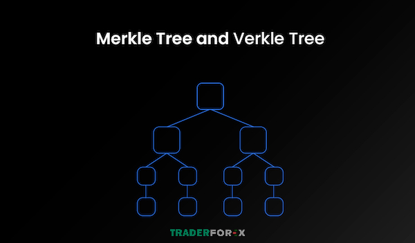 Merkle Trees và Verkle Trees khác biệt rõ ở cách cung cấp bằng chứng xác thực dữ liệu